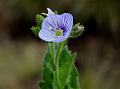 Hoary Speedwell